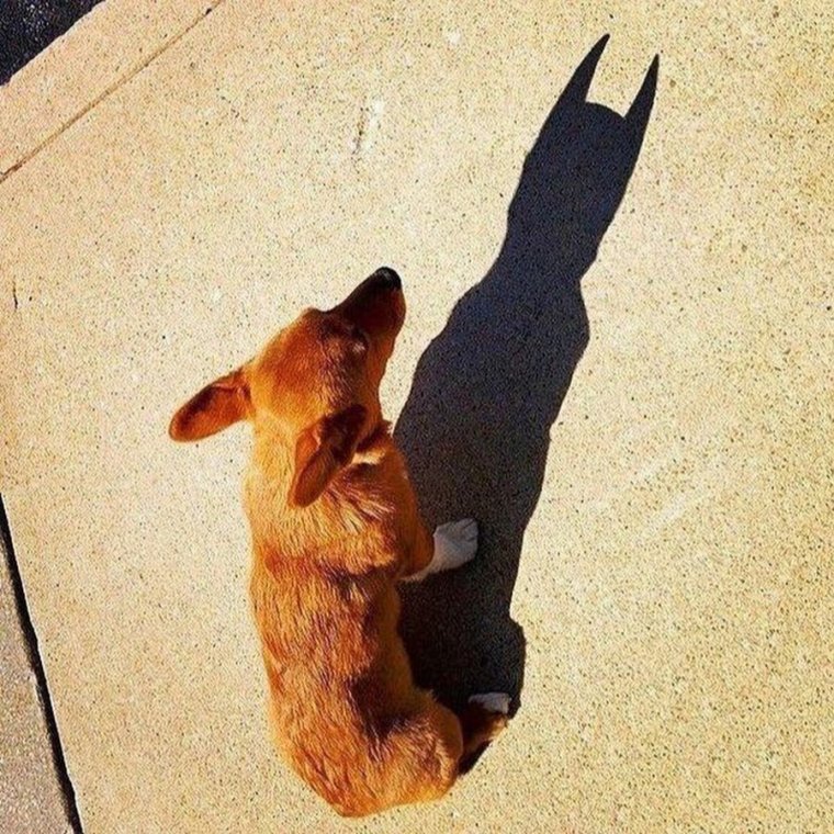 Тень прикол