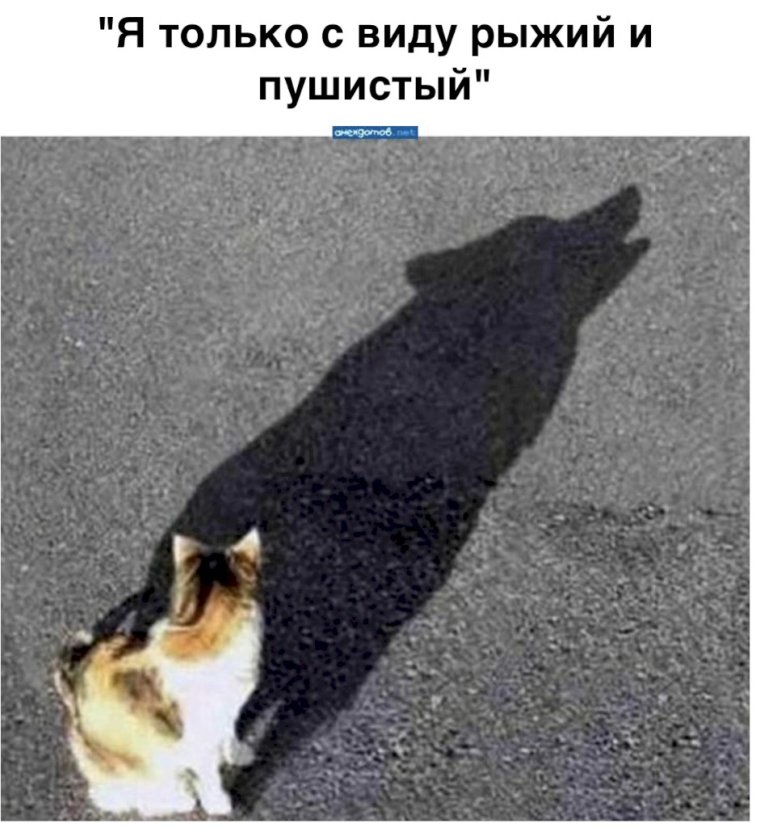 Кот отбрасывает тень