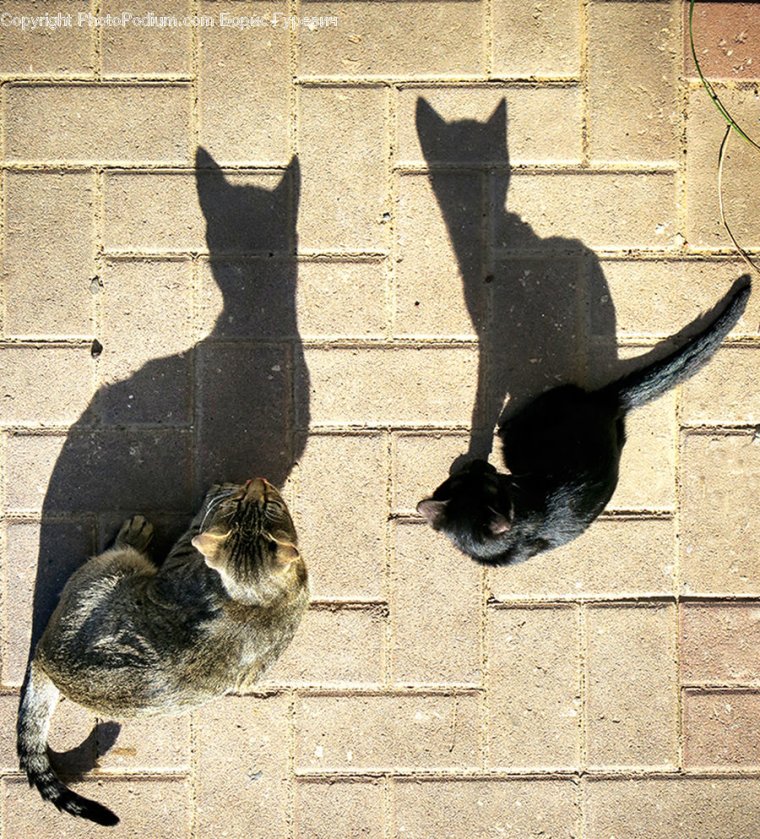 Смешная тень