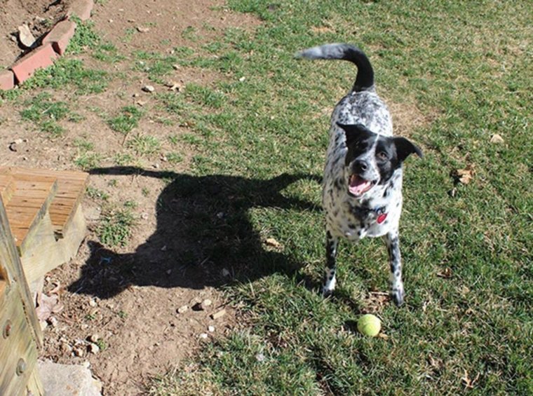 Смешные тени от собак