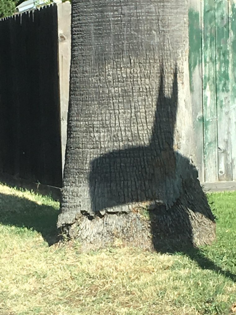 Смешные тени на фото