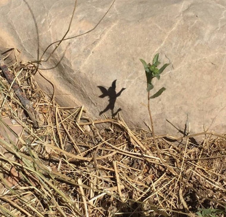 Смешные тени на фото