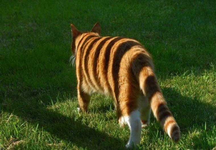 Рыжий кот и тигр