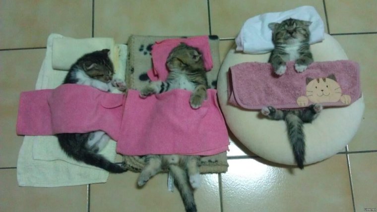 Смешные фото в режиме панорам