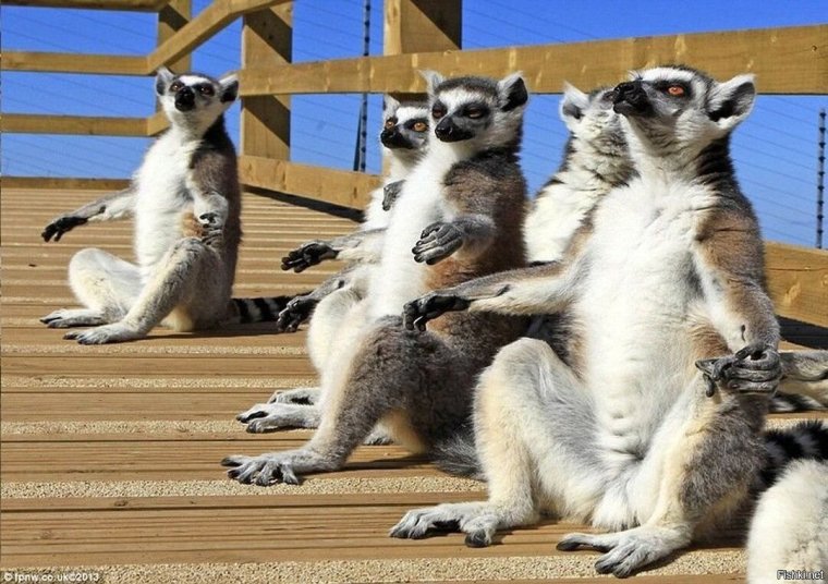 Лемур греется на солнце