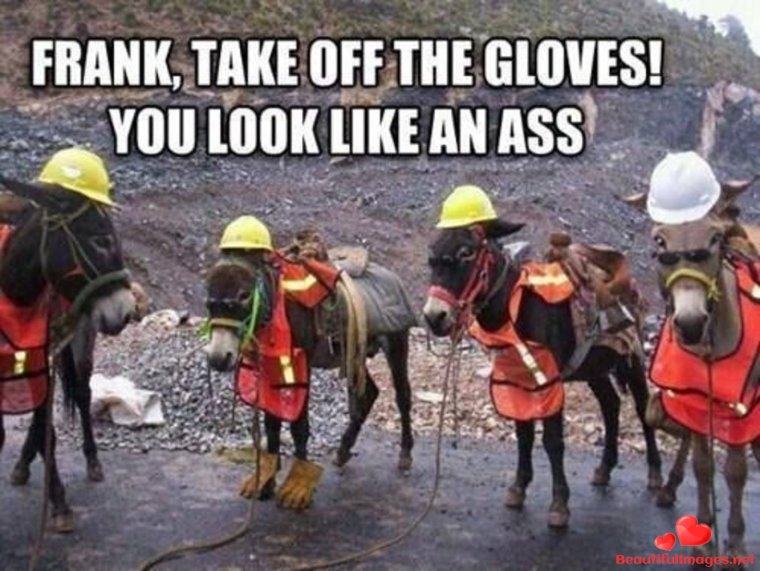 Осел Строитель