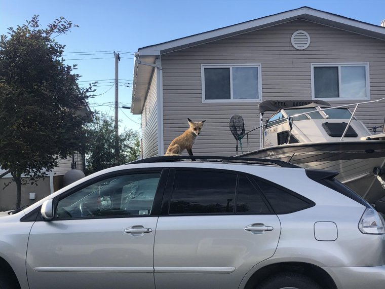 Foxes are Cat software Running on Dog Hardware