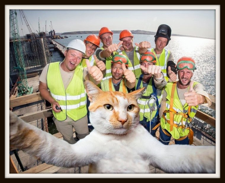 Котик талисман Крымского моста