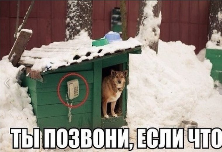 Собака будка юмор