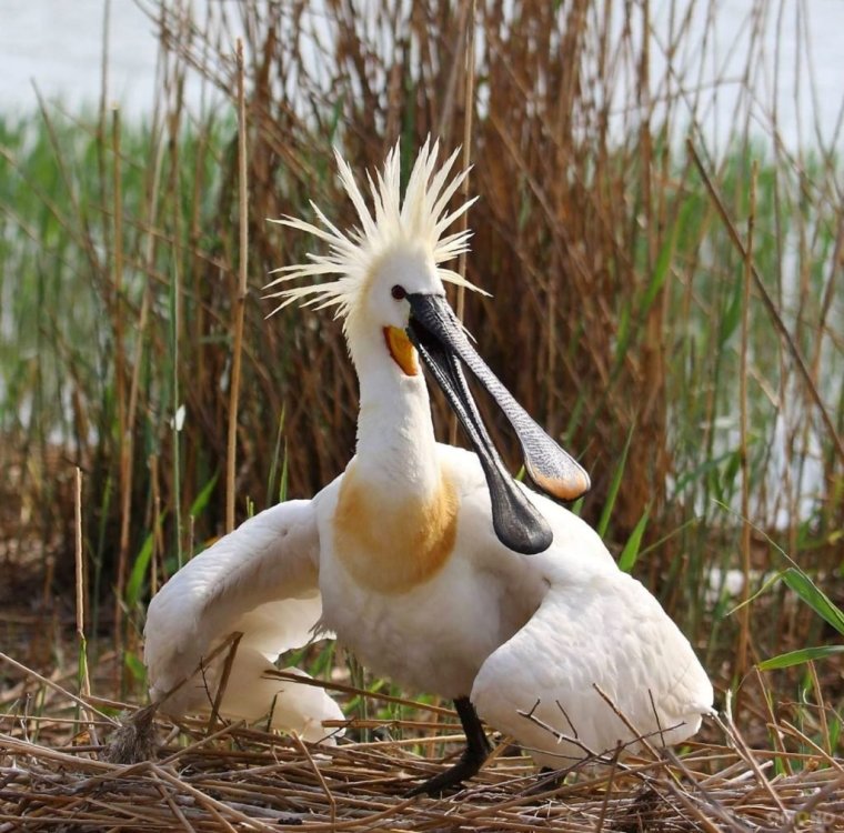 Королевская колпица