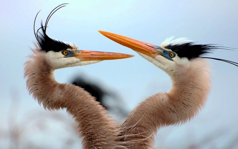 Птенец Цапли
