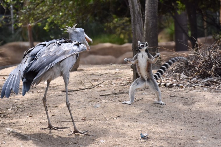 Китоглав птенцы