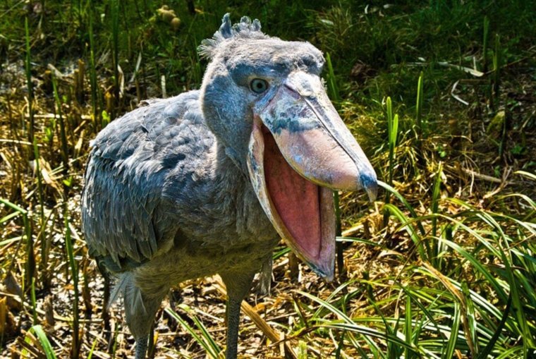 Китоглав птенцы