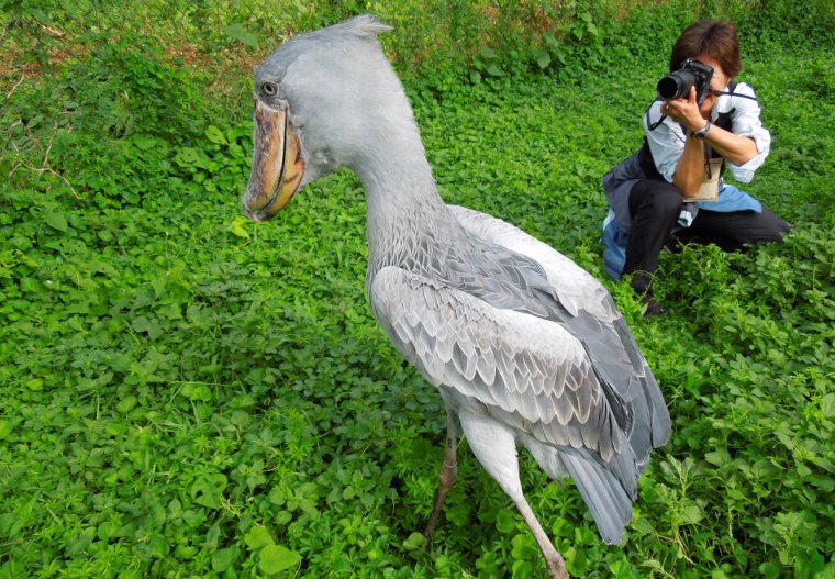 Shoebill Stork птица