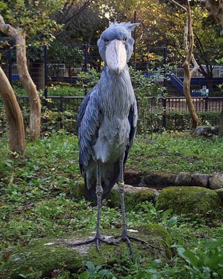 Смешная цапля в полете Мем смешная