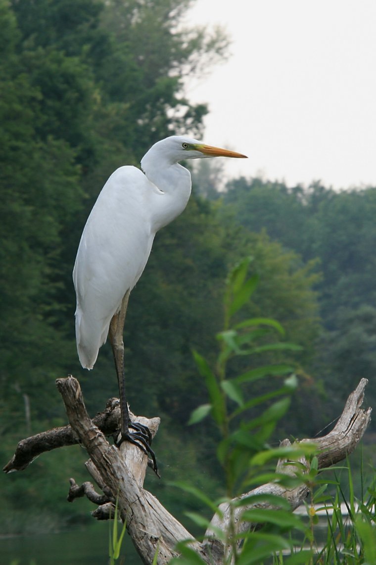 Цапля на реке
