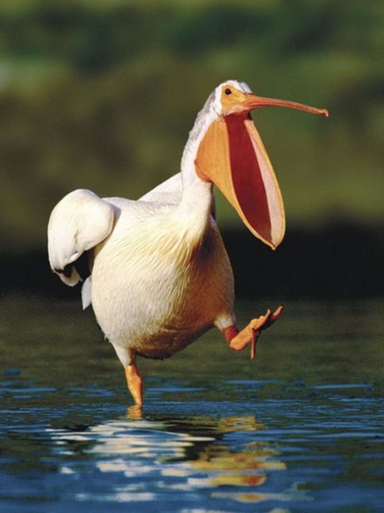 Пеликан мешконос птица