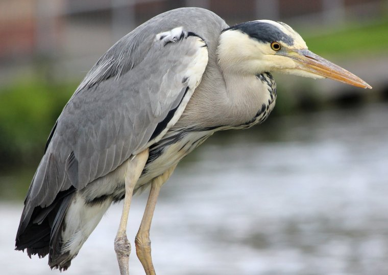Цапля и человек