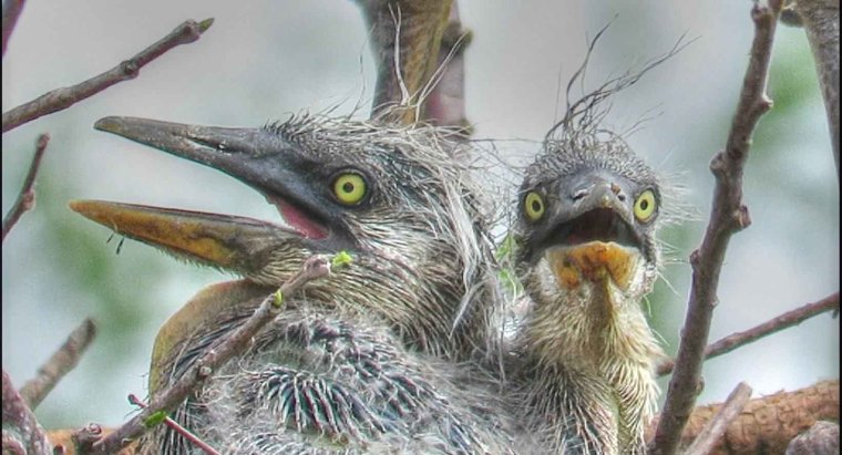 Серая цапля питается