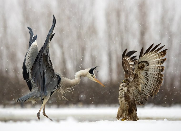 Прикольные картинки животных и птиц