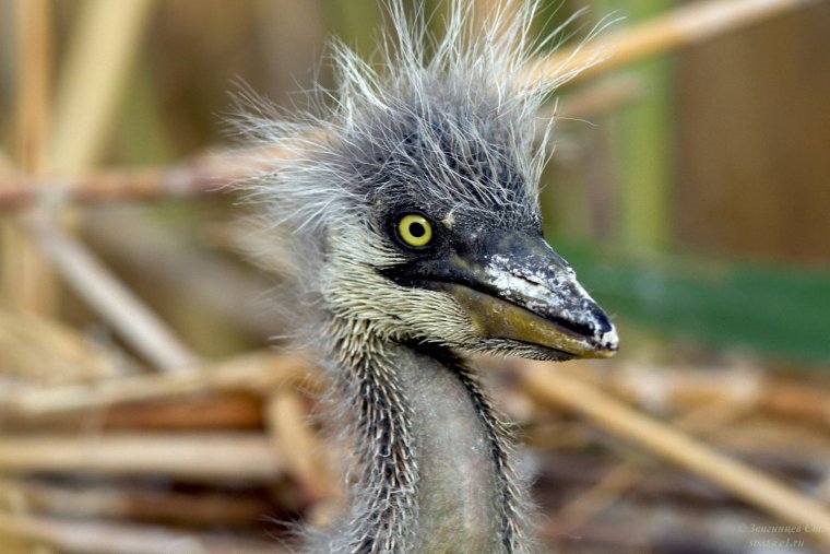 Птенец серой Цапли