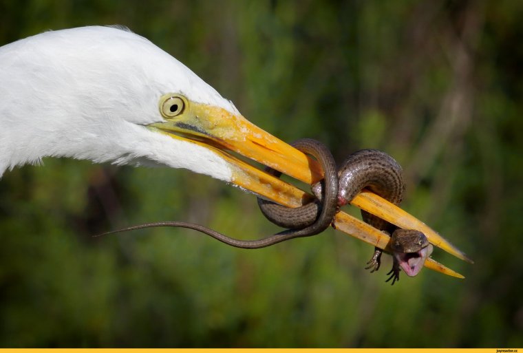 Птица у которой клюв крест-накрест