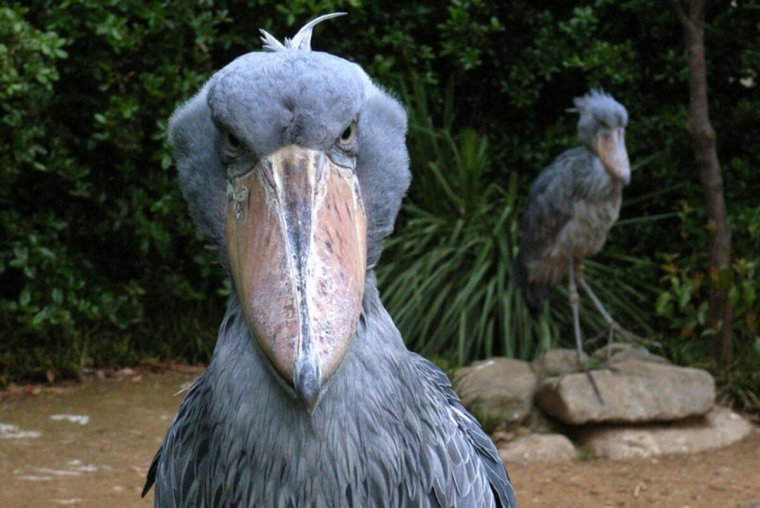 Цапля китоглав