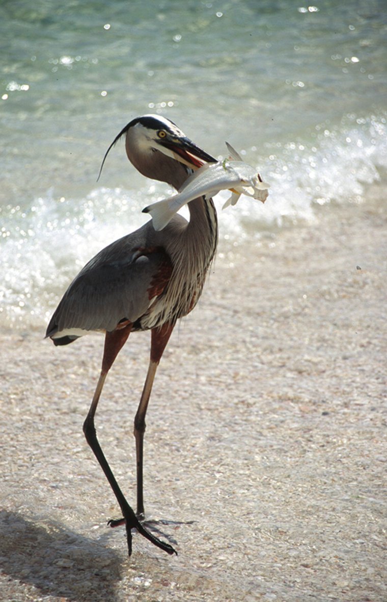 Цапля и человек