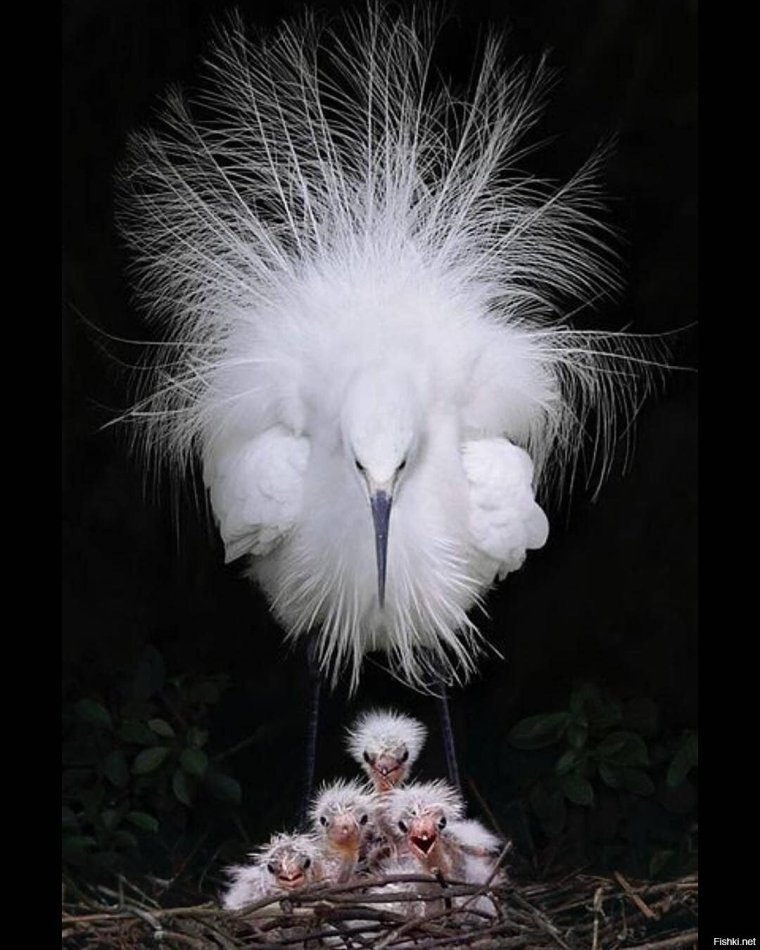 Белая цапля с хохолком