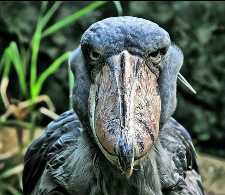 Китоглав череп