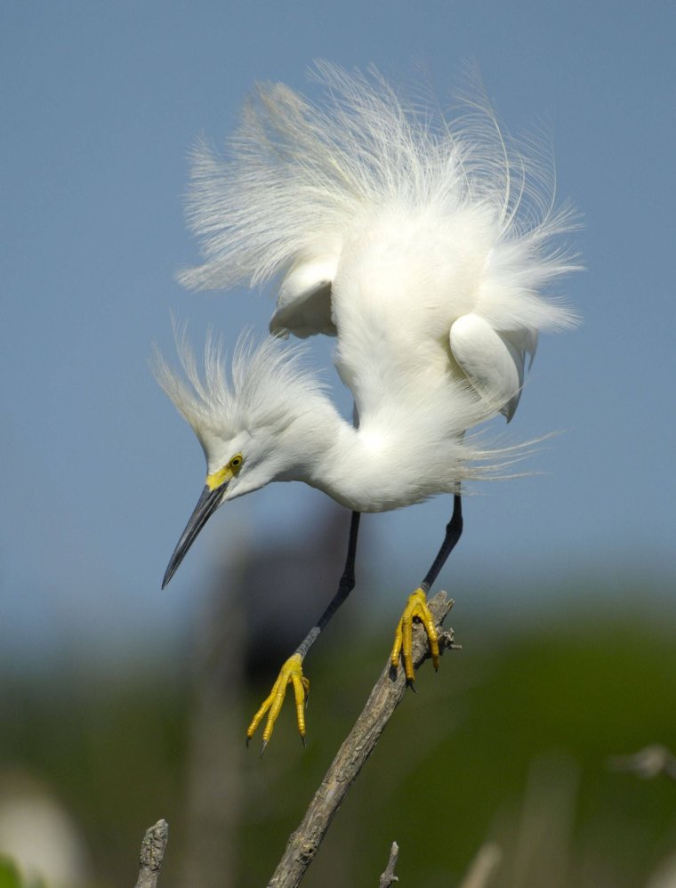 Китоглав птица