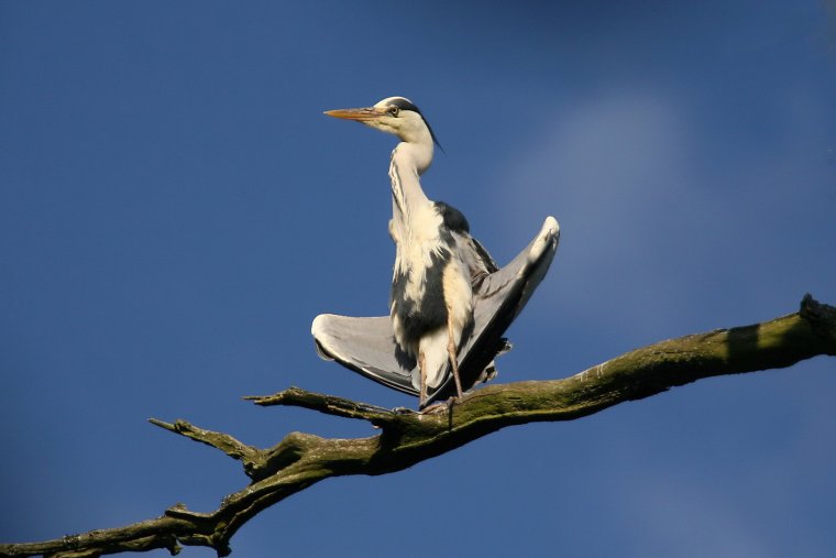 Цапля прикол