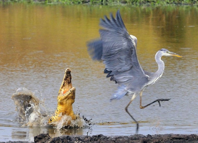Цапля в болоте на одной ноге