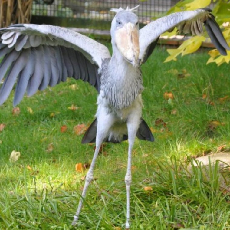 Китоглав размах крыльев