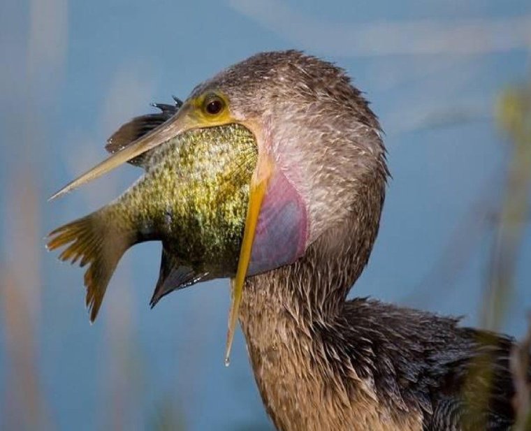 Пеликан смешной