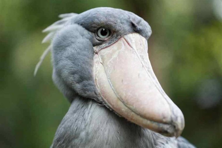 Боевой журавль