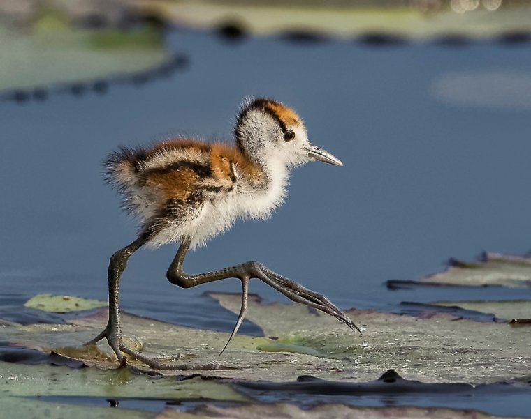 Австралийская якана птица