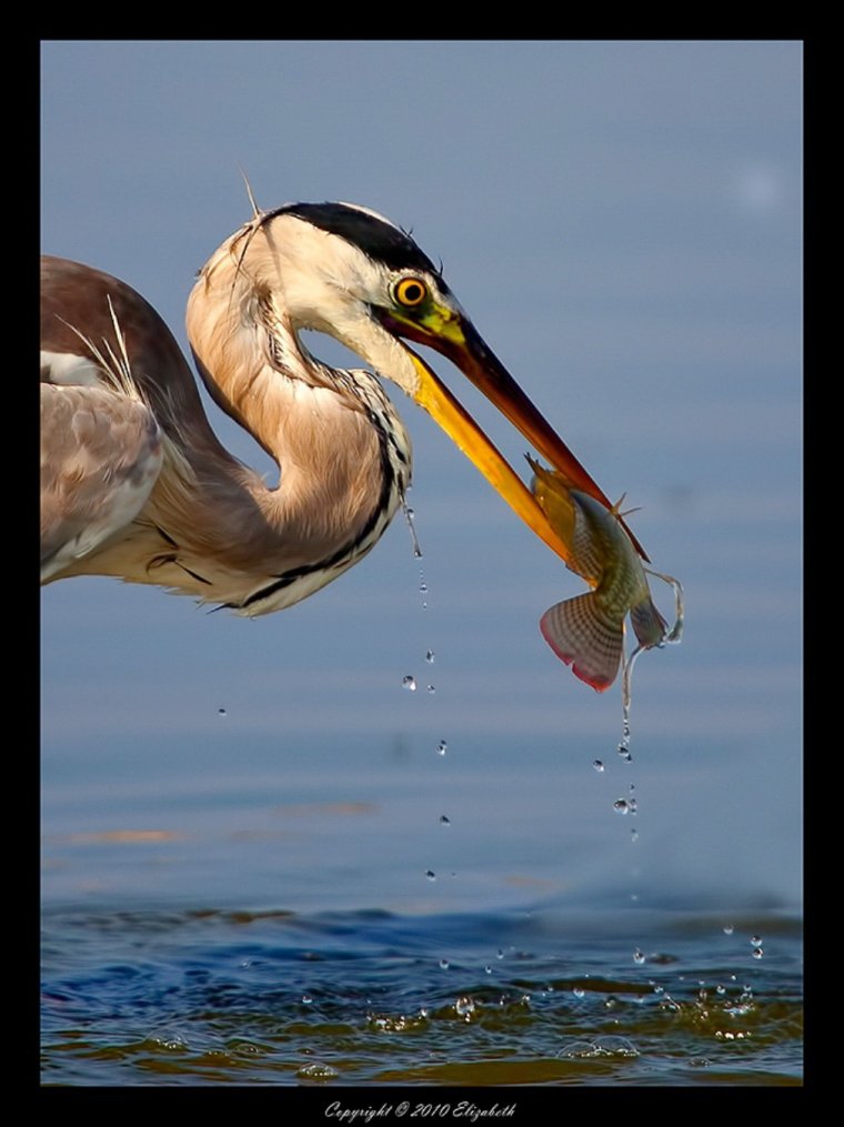 Цапля прикол