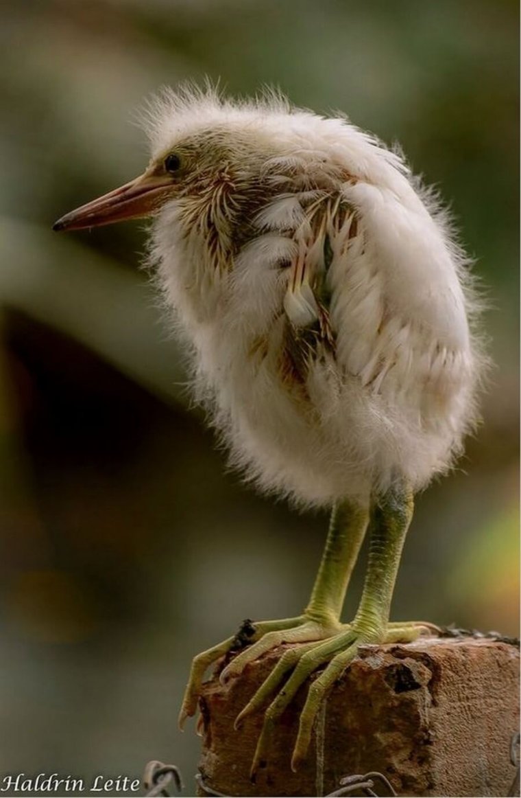 Пушистая птица