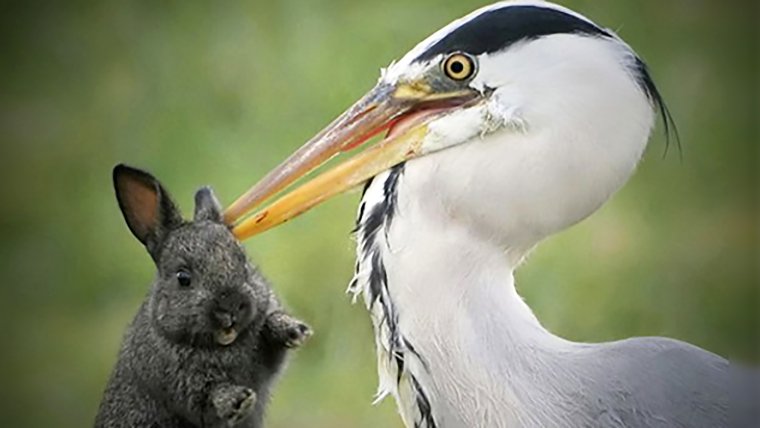 Цапля ест кролика