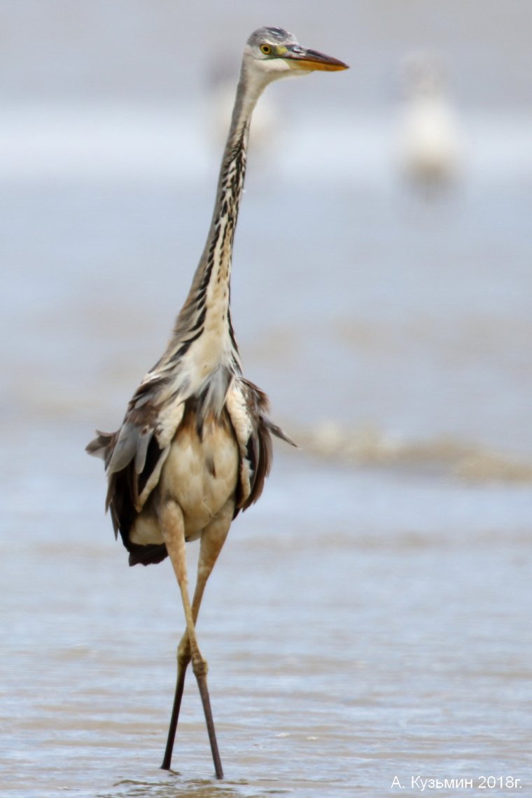 Цапли Ростовской области