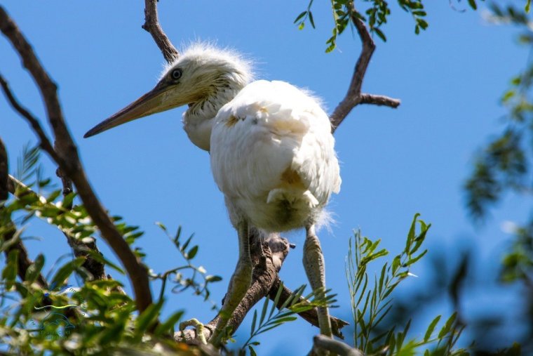 Клюв китоглава