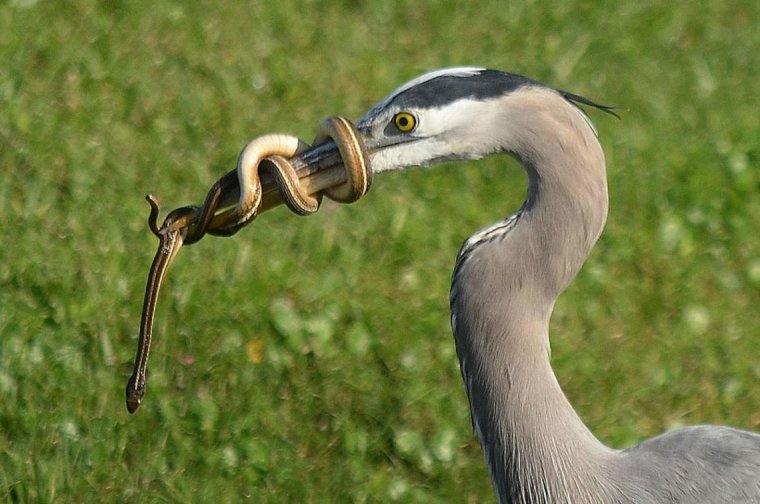 Хитрая змея