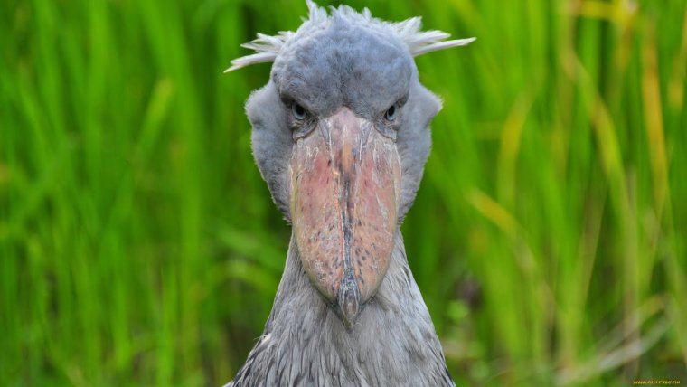 Аист китоглав