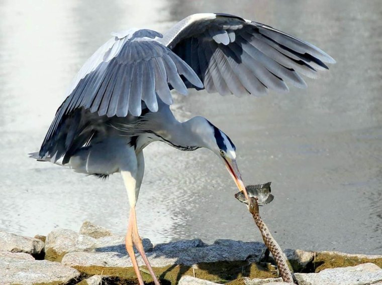 Китоглав скелет