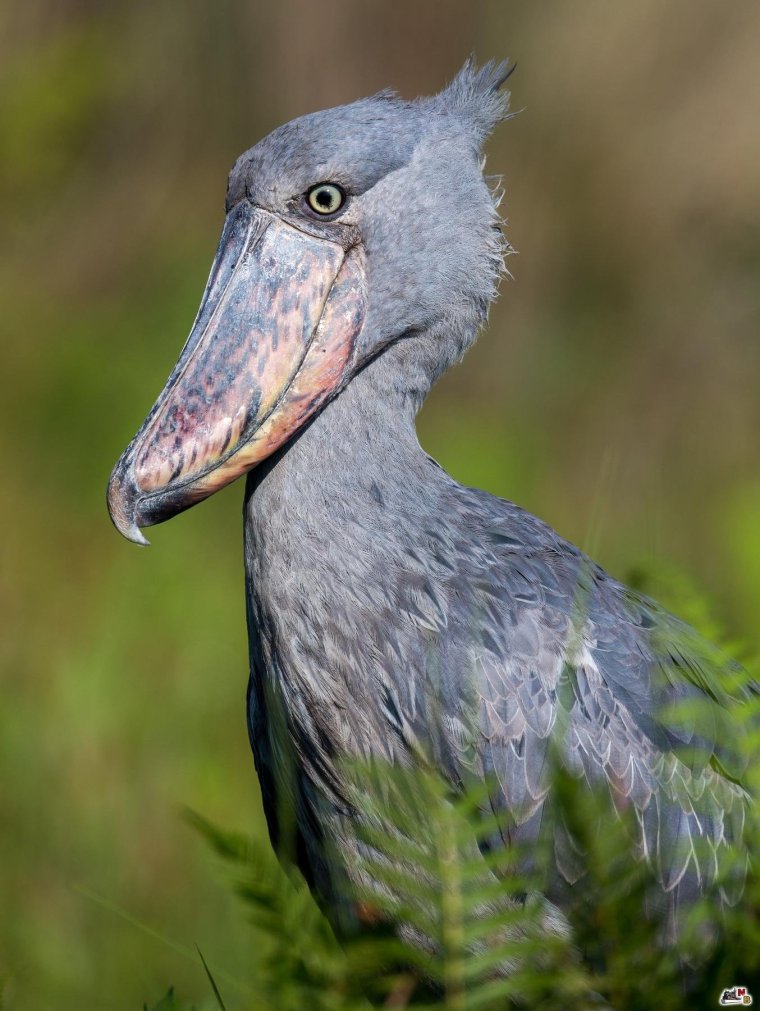 Цапля с лягушкой в клюве
