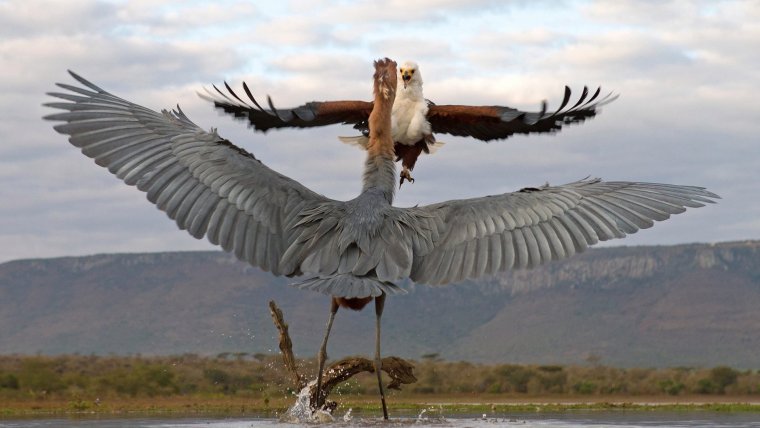 Баклан с рыбой в клюве
