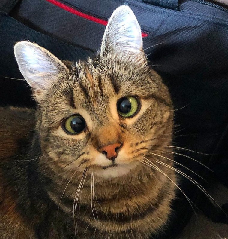 Котик с косыми глазами