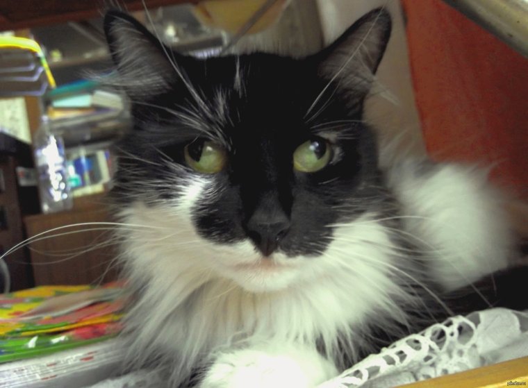 Кошка с косыми глазами