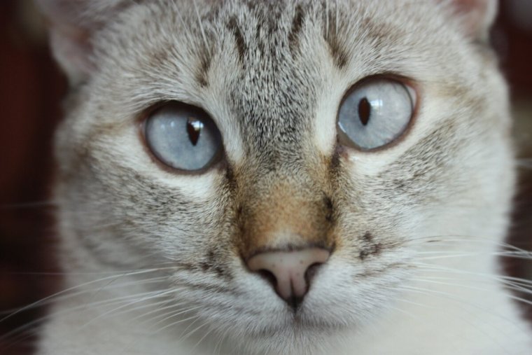 Тайская кошка косоглазие